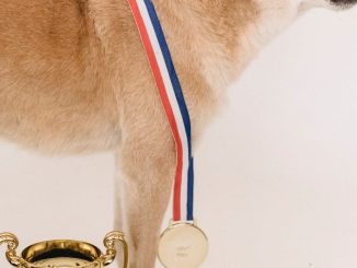 Shiba Inu