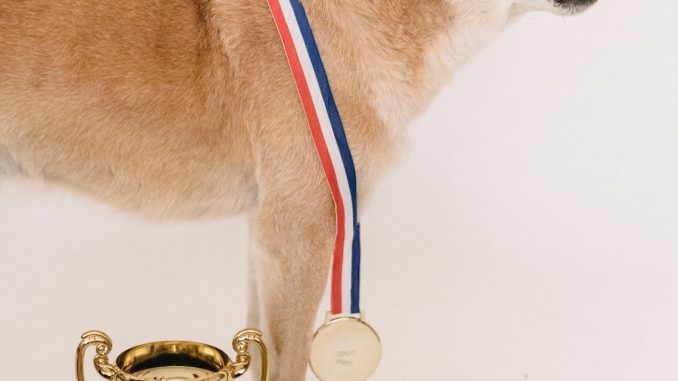 Shiba Inu