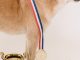 Shiba Inu