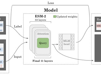 FusOn-pLM: Advancing Precision Therapy for Fusion Oncoproteins through Enhanced Protein Language Modeling