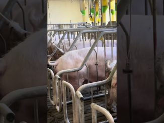 Pig AI Techniques for Beginners