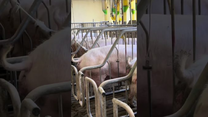 Pig AI Techniques for Beginners
