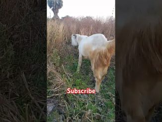 Click Heavyweight bakra #goat #animals #news #dog #life #pets #goatfarming #trending #ai