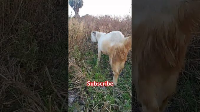 Click Heavyweight bakra #goat #animals #news #dog #life #pets #goatfarming #trending #ai