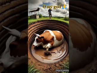 #facts #animals #cow #cartoon #automobile #ai #news #funny #kabootarba #shorts #1m #shots #shorts