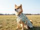Shiba Inu