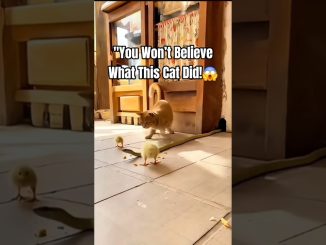 Cat Gently Guides Baby Chick to Safety | Heartwarming Animal Moment #ai