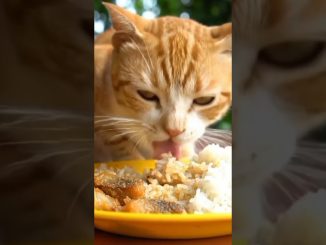 🥰 makanan kucing untuk sarapan‼️ #ai #cat #fypシ #news #funny #pets #cute #animals