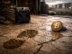 How solo Bitcoin miners won 22 blocks in 12 months as another hit the jackpot this week